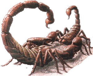 Scorpion Fighting